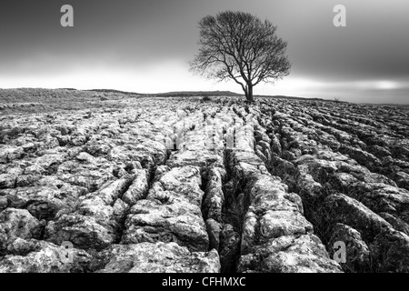 Der einsame Malham Esche - oben Malham Cove auf dem Kalkstein Pflaster in der Yorkshire Dales National Park Stockfoto