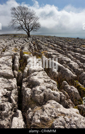 Der einsame Malham Esche - oben Malham Cove auf dem Kalkstein Pflaster in der Yorkshire Dales National Park Stockfoto