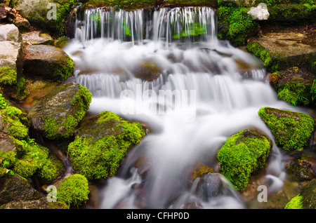 Farn Frühling, Yosemite-Nationalpark, Kalifornien USA Stockfoto