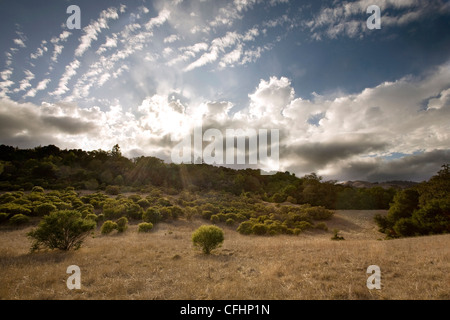 Zentral-Kalifornien Chaparral Grünland im Sonnenuntergang, Sturm im Hintergrund beleuchtet Stockfoto