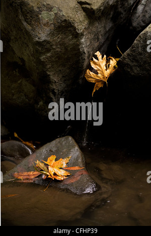 Schönen Herbst Blätter in einem kleinen Bach Stockfoto