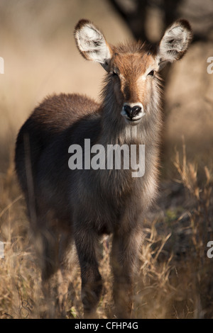 Gemeinsame Wasserbock im Krüger Nationalpark, Südafrika (Kobus ellipsiprymnus) Stockfoto