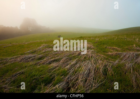 Grünen Wiese auf einem nebeligen Sonnenuntergang Stockfoto