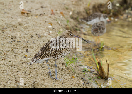 Eine schöne Brachvogel Closeup stehen im Ruhezustand Stockfoto