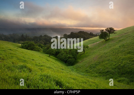 Einen wunderschönen Sonnenuntergang über eine typische hügelige California Eiche Grünland im Frühjahr an nebeligen Tag Stockfoto