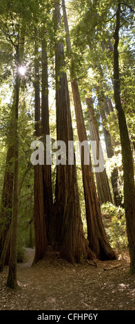 Gigantischen Redwood-Bäume in der Sonne Stockfoto