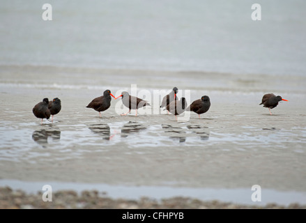 Schwarze Austernfischer auf die Tideline bei Qualicum, Vancouver Island. Britisch-Kolumbien. Kanada. SCO 8098 Stockfoto