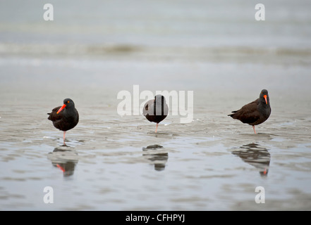 Ein Trio von schwarzen Austernfischer auf die Tideline bei Qualicum, Vancouver Island. Britisch-Kolumbien. Kanada. SCO 8099 Stockfoto