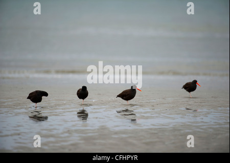 Schwarze Austernfischer auf die Tideline bei Qualicum, Vancouver Island. Britisch-Kolumbien. Kanada. Stockfoto