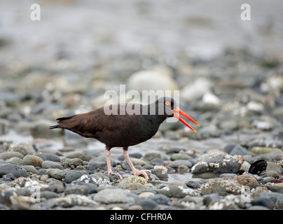 Schwarze Austernfischer Fütterung bei Ebbe an der Küste von Vancouver Island, British Columbia Kanada SCO 8102 Stockfoto