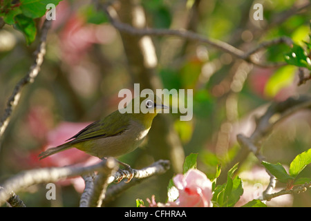 Ein Cape White-eye, convolvulus pallidus, in einem hibiskus Baum gehockt, Kapstadt, Südafrika. Stockfoto