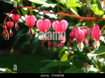 Ein Blick auf die unverwechselbare Herzform von diesen Blüten und Sie werden verstehen, warum seine genannt eine blutende Herz. Stockfoto