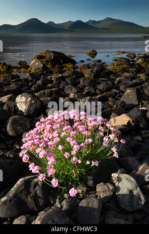 Sparsamkeit Blüte am Ufer des Loch Na Keal, Isle of Mull, Schottland, Juni 2011 Stockfoto