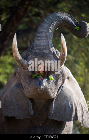 Erwachsenen Bull afrikanischen Elefanten füttern. Ufer des Flusses Luangwa. South Luangwa-Nationalpark, Sambia. Stockfoto