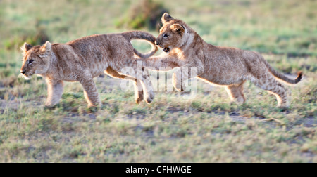 African Lion Cubs, ca. 4 Monate alt, zusammen zu spielen, große Marsh, Serengeti, Tansania Stockfoto