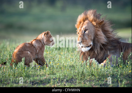 Männlichen afrikanischen Löwen spielen mit 4 Monate alten Jungen, großen Marsh, Ndutu, Serengeti, Tansania Stockfoto