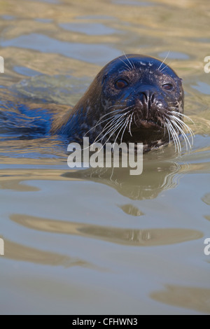 Gemeinsame oder Seehund (Phoca Vitulina). Im Wasser, Kopfprofil, Nasenlöcher geschlossen. Männlich. Stockfoto