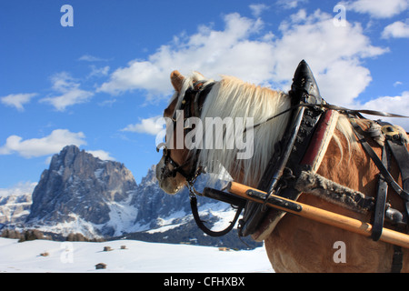 Haflinger Pferd Blick auf Mount Langkofel / Langkofel vom Seiser Alm / Alpe di Siusi, Südtirol, Italien. Stockfoto