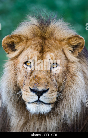 Männlichen afrikanischen Löwen am großen Moor, Ndutu, Ngorongoro, Tansania Stockfoto