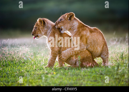 African Lion Cubs um 4 Monate altes Jungtier zusammen zu spielen, große Marsh, Serengeti, Tansania Stockfoto