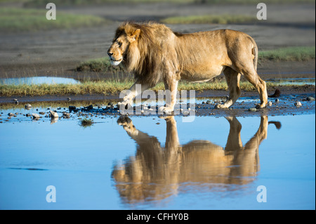 Männlichen afrikanischen Löwen zeigt Reflexion am großen Moor, Ngorongoro, Serengeti, Tansania Stockfoto