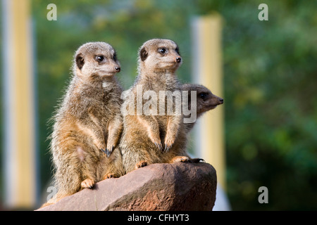 Gruppe von Erdmännchen Suricata Suricatta auf alert Suche im zoo Stockfoto