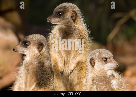 Gruppe von Erdmännchen Suricata Suricatta auf alert Suche im zoo Stockfoto