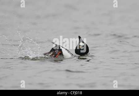 Männliche Goldeneye Bucephala Clangula Durchführung Balz, East Yorkshire, UK Stockfoto