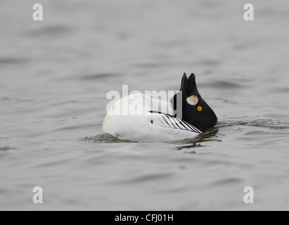 Männliche Goldeneye Bucephala Clangula Durchführung Balz, East Yorkshire, UK Stockfoto