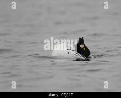 Männliche Goldeneye Bucephala Clangula Durchführung Balz, East Yorkshire, UK Stockfoto