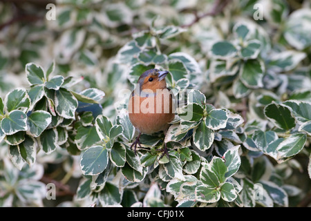 Buchfink Fringilla Coelebs Männchen auf Garten Strauch Stockfoto