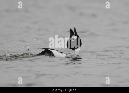 Männliche Goldeneye Bucephala Clangula Durchführung Balz, East Yorkshire, UK Stockfoto