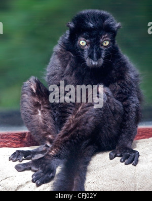 Blue Eyed Black Lemur (Eulemur Flavifrons) Stockfoto