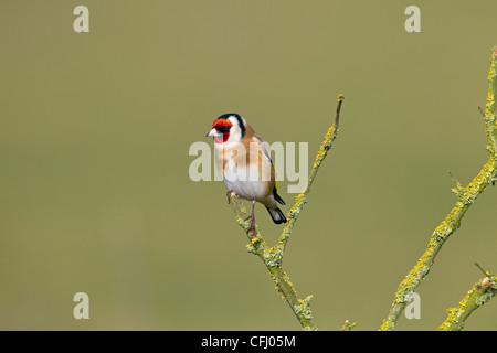 Stieglitz Zuchtjahr Zuchtjahr auf Flechten bedeckt branch Stockfoto