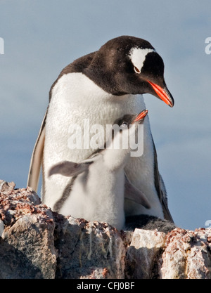 Gentoo Penguin (Pygoscelis Papua) und Küken auf dem Nest, Port Lockroy, antarktische Halbinsel Stockfoto