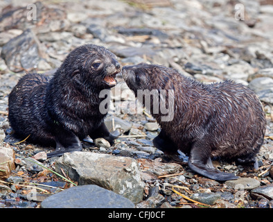 Zwei Antarktis Fell Jungrobben (Arctocephalus Gazella), Godthul, Süd-Georgien Stockfoto