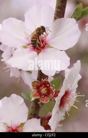 Honigbiene auf einer Mandelblüte Stockfoto