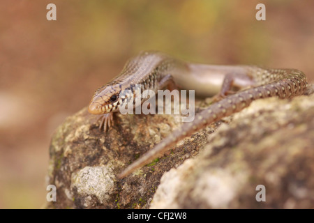 Chalcides Ocellatus oder Ocellated Skink (auch bekannt als Eyed Skink oder gongilo Stockfoto