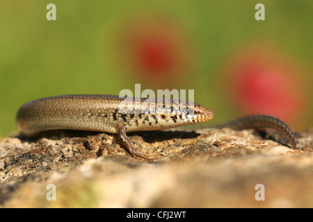 Chalcides Ocellatus oder Ocellated Skink (auch bekannt als Eyed Skink oder gongilo Stockfoto