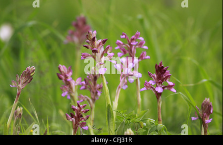 Rosa Schmetterling Orchidee (Anacamptis Papilionacea oder Orchis Papilionacea) wächst in der Natur. Fotografiert in Israel im Februar Stockfoto