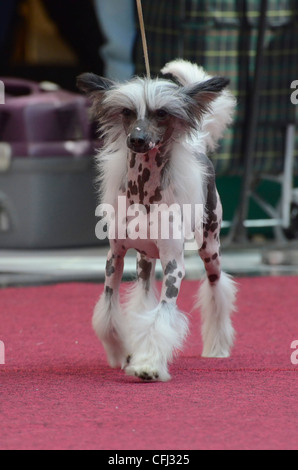 Chinese Crested Dog kann in zwei Varianten erscheinen. Hairless (hier abgebildet) und Powderpuff mit ein doppeltes Haarkleid Stockfoto