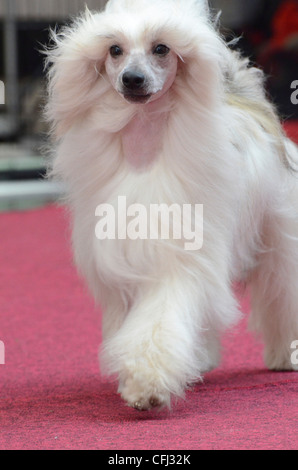 Chinese Crested Dog kann in zwei Varianten erscheinen. Hairless und Powderpuff (hier abgebildet) mit ein doppeltes Haarkleid Stockfoto