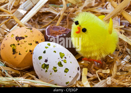 Foto einer Spielzeug-Osterküken und Praline bedeckt Eier in einem Nest. Stockfoto