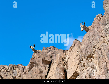 Ein paar der nubische Steinböcke Berge Ziegen-weiblich und jung-Gipfel über Klippe Stockfoto