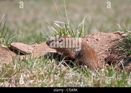 Murmeltier oder Murmeltier am Eingang sitzen zu buddeln im Feld in North Carolina Stockfoto