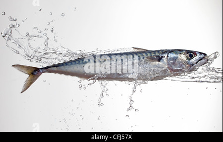 Makrele bespritzt mit Wasser Stockfoto