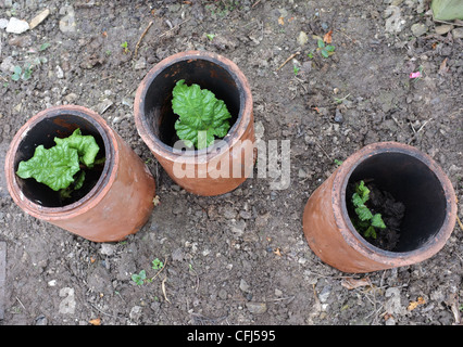 Drei Schornstein verwendet, Rhabarber Kronen in einem Cornish Garten erzwingen Stockfoto