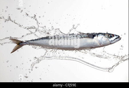 Makrele bespritzt mit Wasser Stockfoto