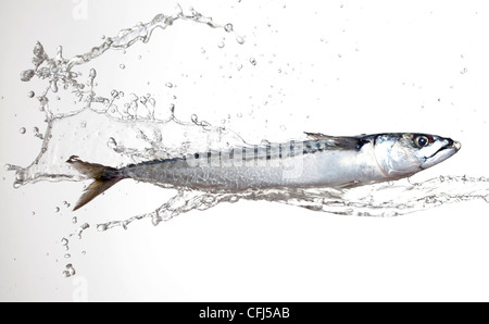 Makrele bespritzt mit Wasser Stockfoto