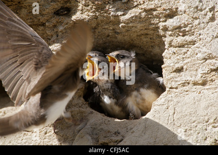 Uferschwalbe Fütterung junge im Nest öffnen, Hedmark Co Norwegen Stockfoto